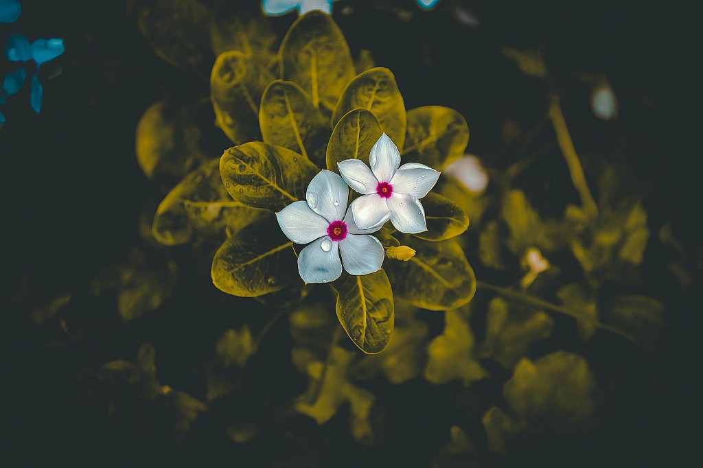نکات مربوط به عکاسی از گل ها